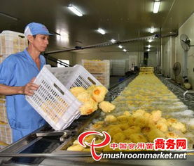 科技賦能產(chǎn)業(yè)升級(jí)，尤溪縣食用菌工廠化規(guī)?；l(fā)展駛?cè)肟燔嚨? />
</span>
<span id=